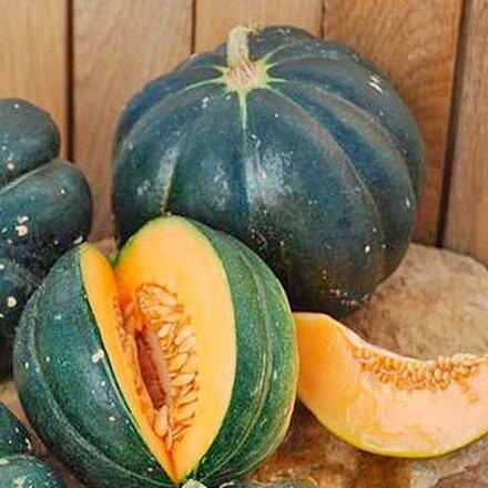Melón cukrový Noir de Carmes