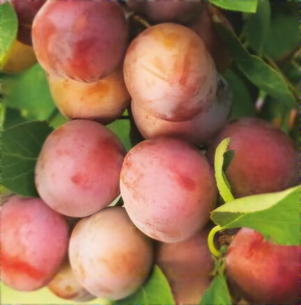 Ringlota OPÁL (skorá)