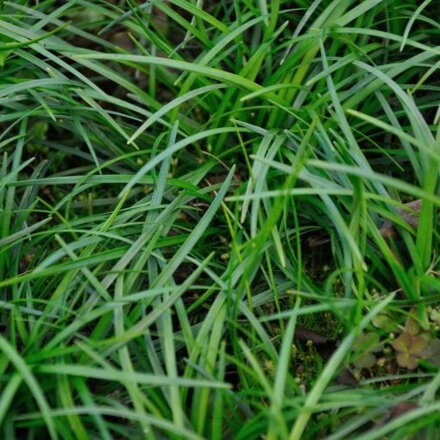 Ophiopogon chingii