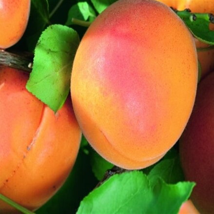 Marhuľa ORANGE RED (stredne skorá)