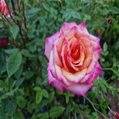 Stromčeková ruža ružová 1