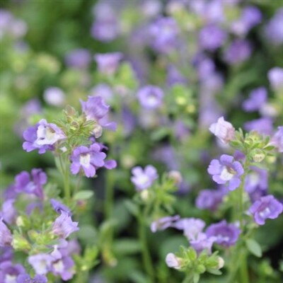 Chaenorhinum origanifolium 'DREAMCATCHER'