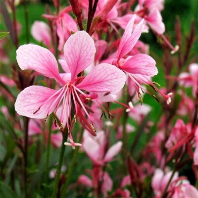 Gaura lind.'Passionate Blush'