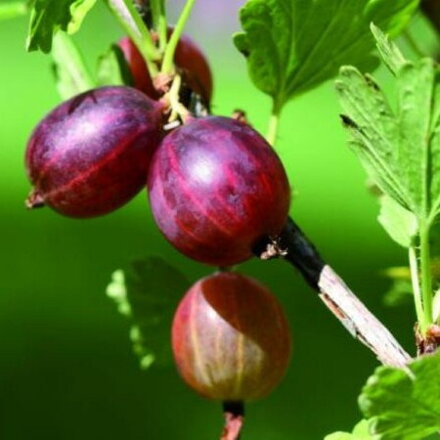 Egreš stromčekový PAX