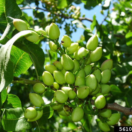 Pistacia Peter opeľovač