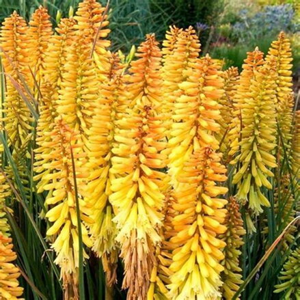 Kniphofia Pineapple Popsicle®