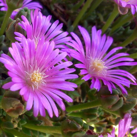 Delosperma "Pink Zulu"