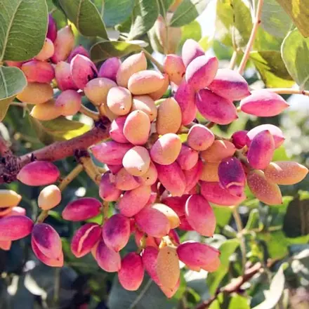 Pistacia vera - AEGENIA (samičia odroda)