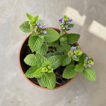 Chrípkovník - Plectranthus spp.