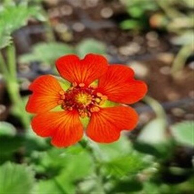 Potentilla atrosanguinea Scarlet Starlet