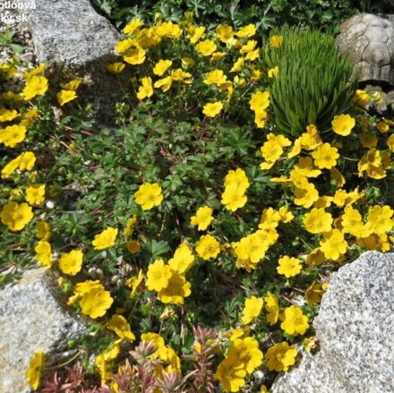 Potentilla crantzii 'Goldrausch'