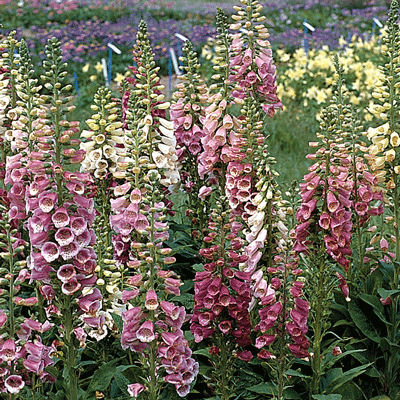 Digitalis purpurea 'Excelsior Hybrid'