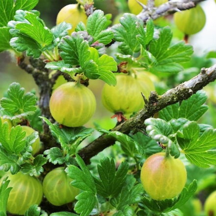 Egreš kríkový PRIMA