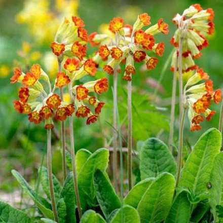 Primula veris "SUNSET SHADES"