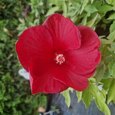 Hibiscus "RAIJIN"