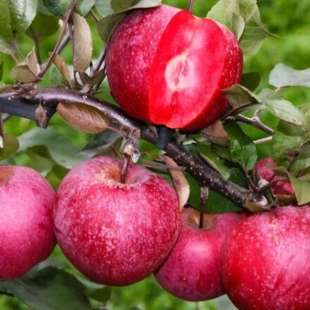 Jabloň RED FLESH (zimná)