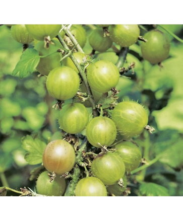 Egreš kríkový REVERTA 