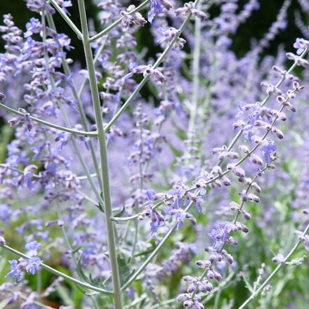 Perovskia 'Russian Sage'