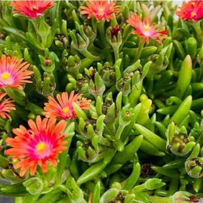 Delosperma Ice Cream 'Salmon'