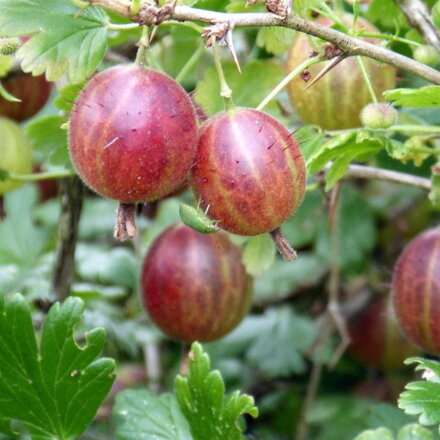 Egreš kríkový SALUT