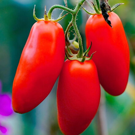 Paradajka San Marzano Gigante 3