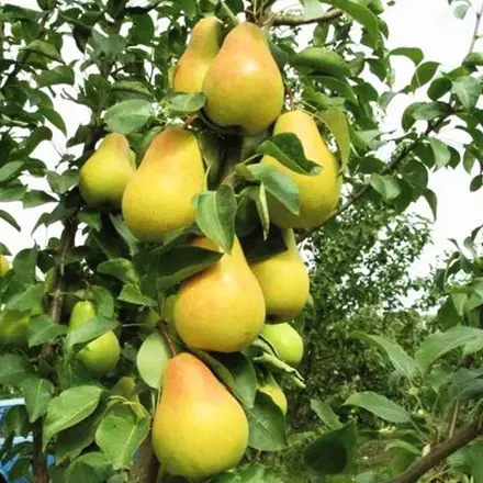 Stĺpovitá hruška SAPHIRA (zimná)