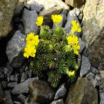 Saxifraga ferdinandi-coburgi