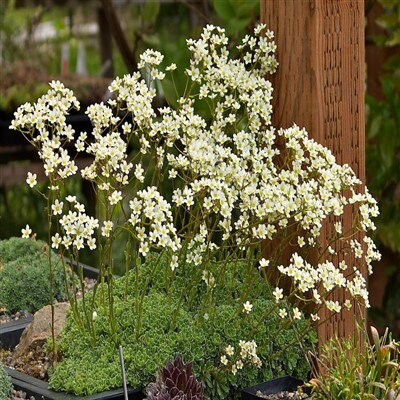 Saxifraga paniculata 'Brevifolia'