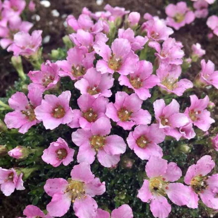 Lomikameň PEACH BLOSSOM (Saxifraga PEACH BLOSSOM)