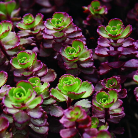 Sedum Red Carpet