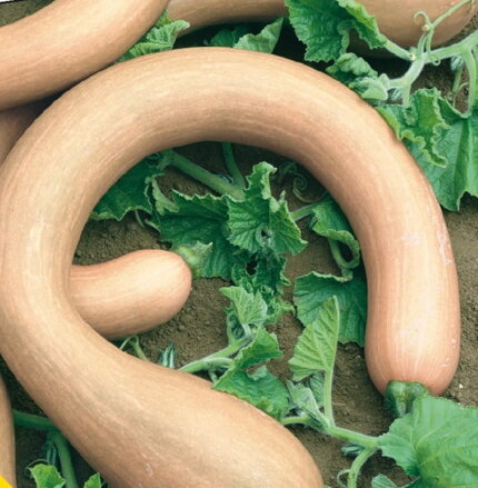 Tekvica muškátová SERPENTINE