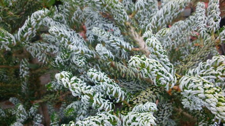 Abies koreana SILBERLOCKE 