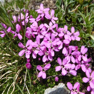 Silene acaulis