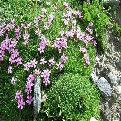 Silene acaulis 'Mount Snowdon'