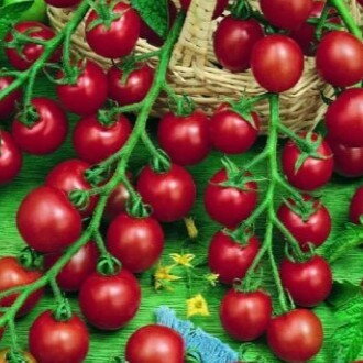 Paradajka Strillo F1