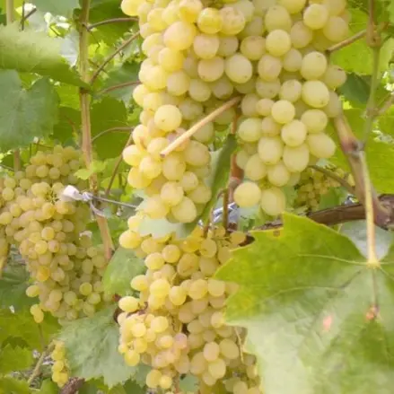 Stolové hrozno SULTANINA (bezsemenné)