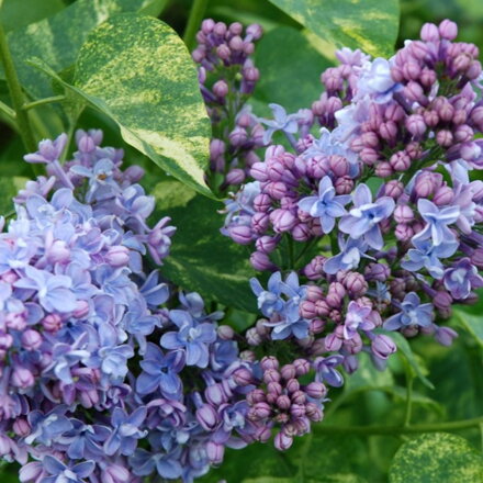 Orgován panašovaný - (Syringa aucubaefolia)