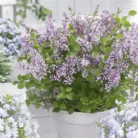 Syringa meyeri - FLOWERFESTA® PURPLE