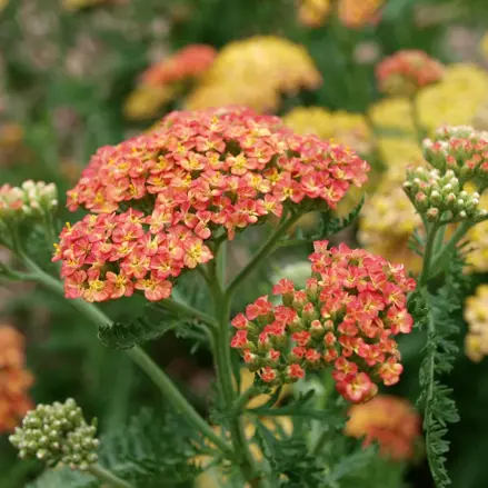 Achillea millefolium "TERRACOTTA" 