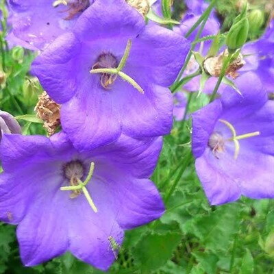 Campanula carpatica Tiefblauclips