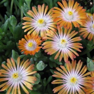 Delosperma Jewel of Desert "Topaz"