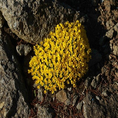 Vitaliana primuliflora subsp. assoana