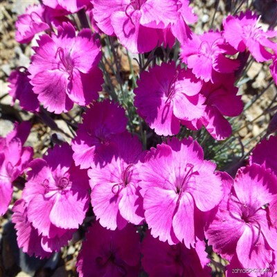 Dianthus Gratipolitanus Whatfield Magenta