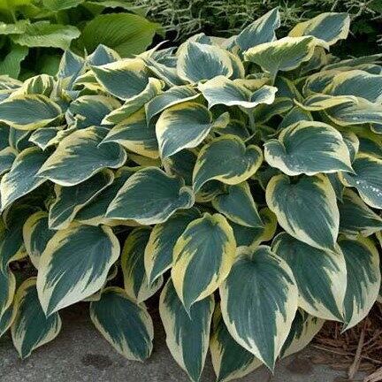 Hosta First Frost