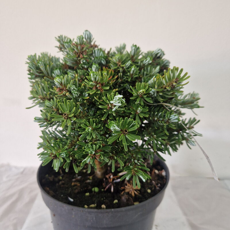 Abies koreana WELLENSEIND