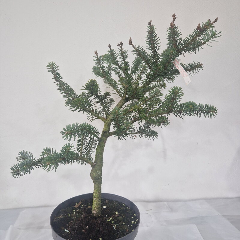 Abies koreana PFIFF