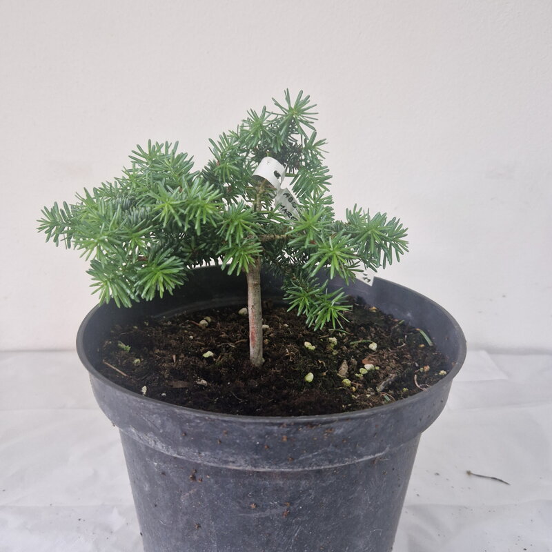 Abies pinsapo MAROKO