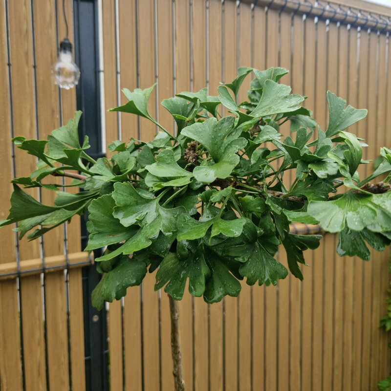 Ginko Biloba Mini na kmienku 160cm