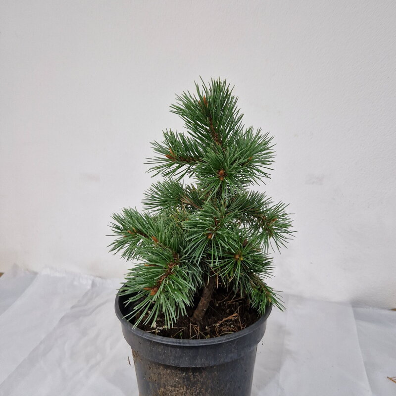 Pinus aristata VERDEN