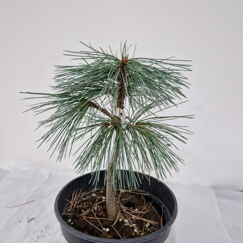 Pinus monticola SNOW WHITE